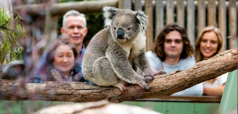 family-fun-koala
