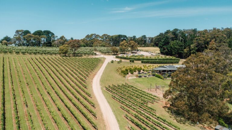 Green Olive at Red Hill 