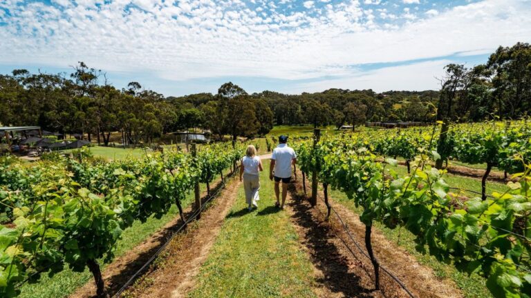 Green Olive at Red Hill 