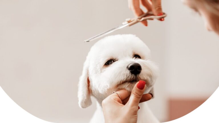 Petorium Pet Supply Warehouse And Manicured Muttz Dog Grooming