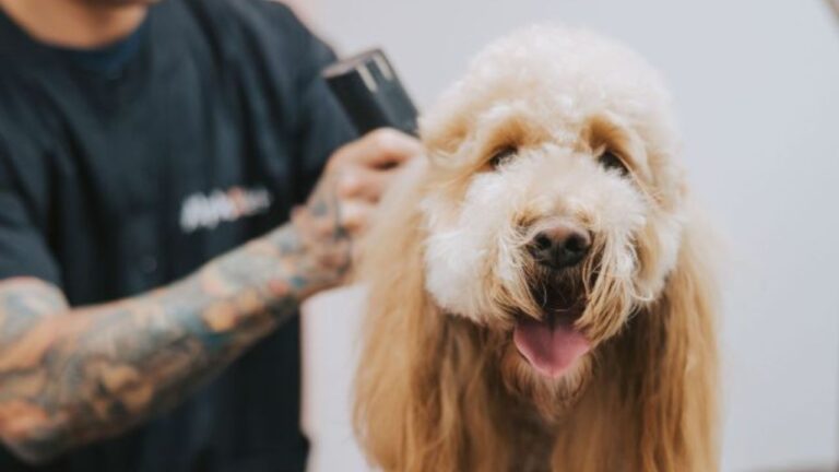 Petorium Pet Supply Warehouse And Manicured Muttz Dog Grooming